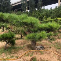 山东厂家供应 造型景观松 迎客松 造型黑松